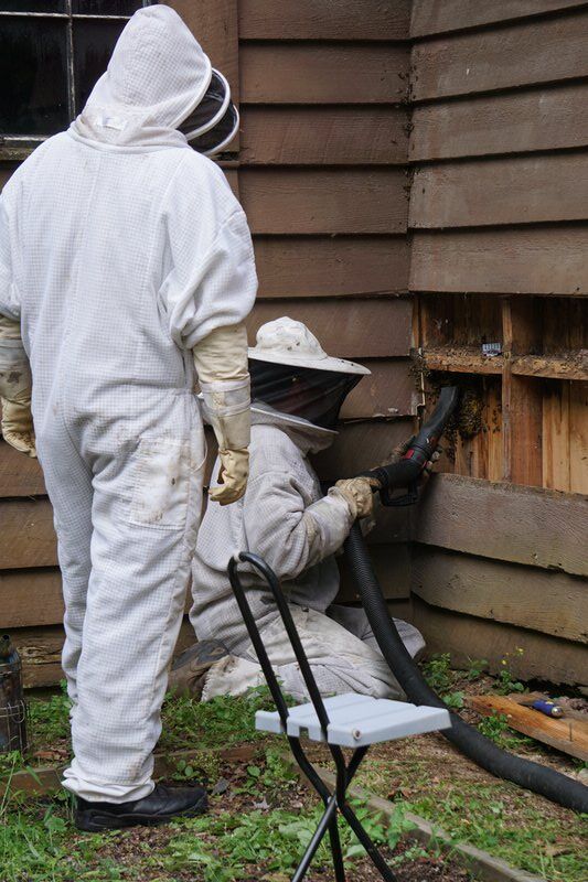 Save the bees: Hive discovered inside historic Raven Lodge
